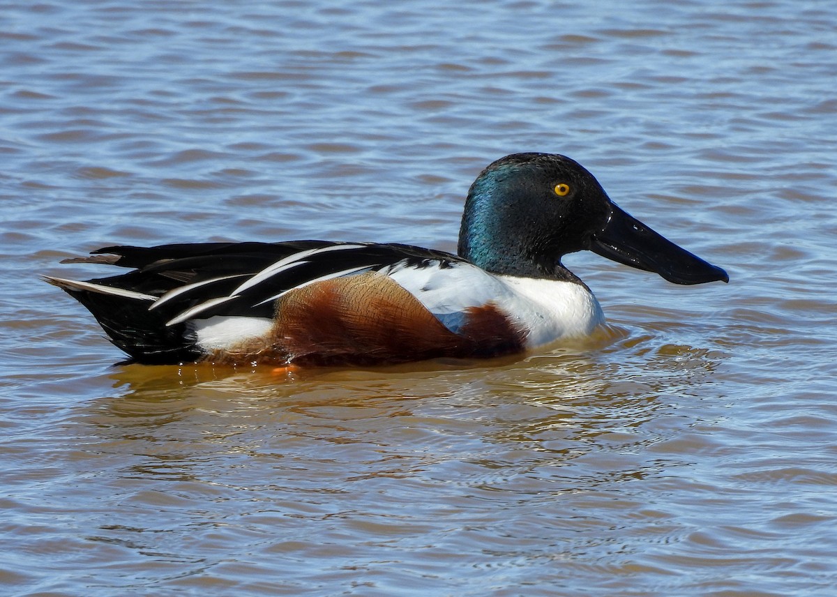 Northern Shoveler - ML616846831