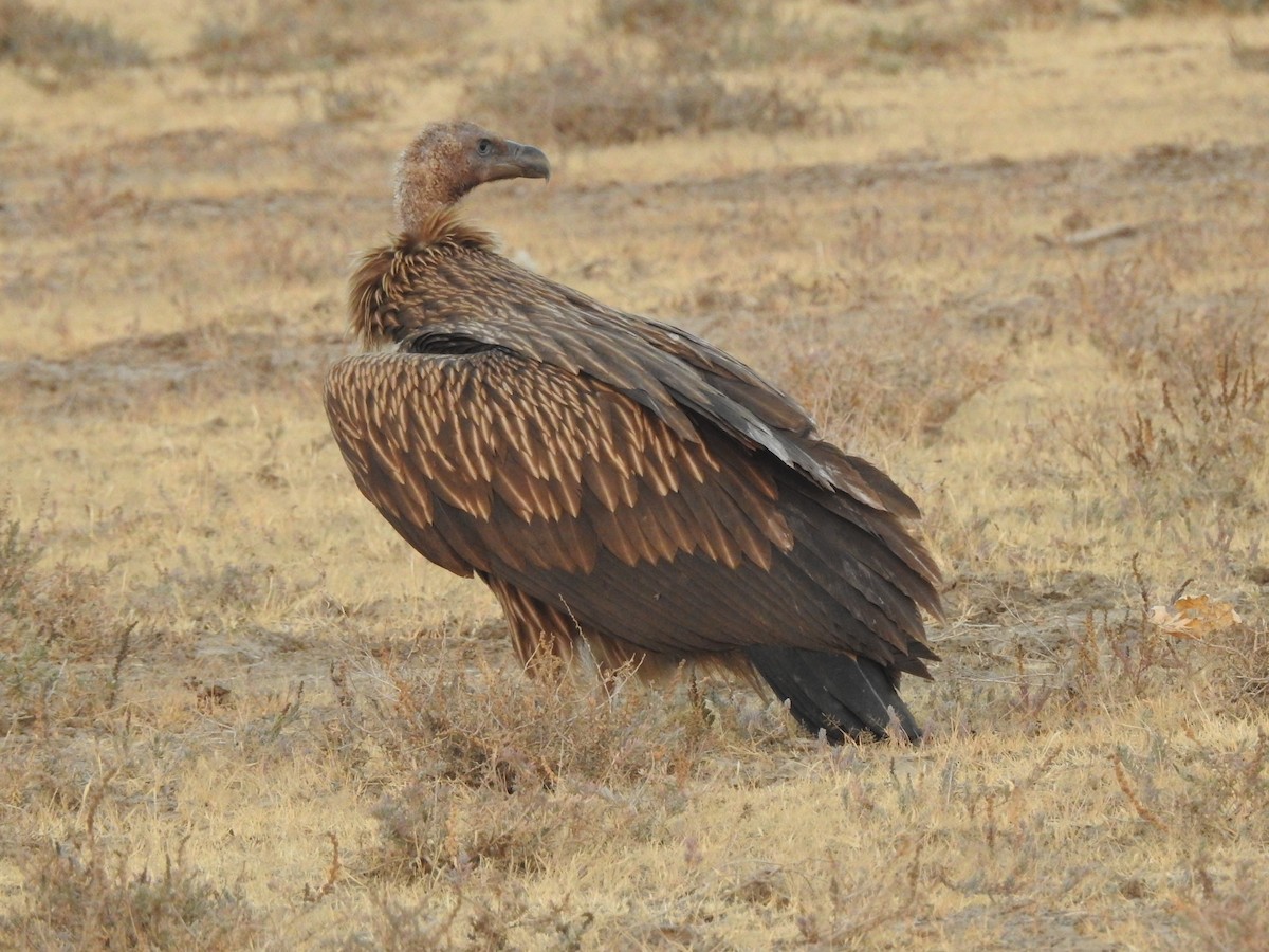 Himalayan Griffon - Francis D'Souza