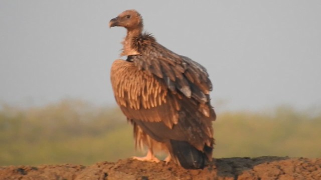 Vautour de l'Himalaya - ML616846888