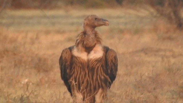 Himalayan Griffon - ML616846892