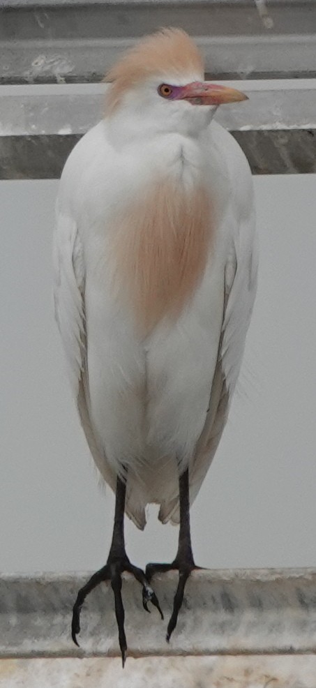 Египетская цапля (ibis) - ML616846955