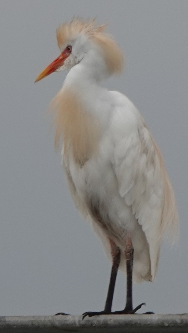 Western Cattle Egret - ML616846956