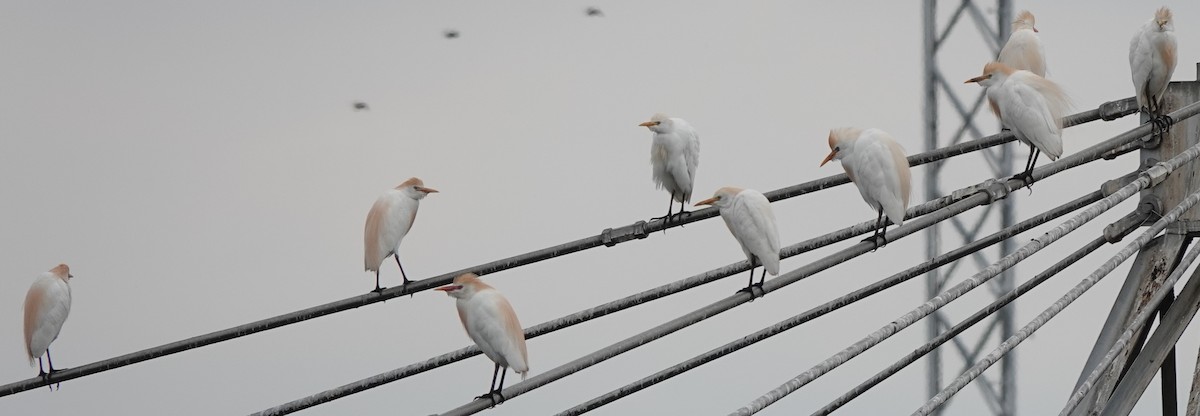 Western Cattle Egret - John Fields