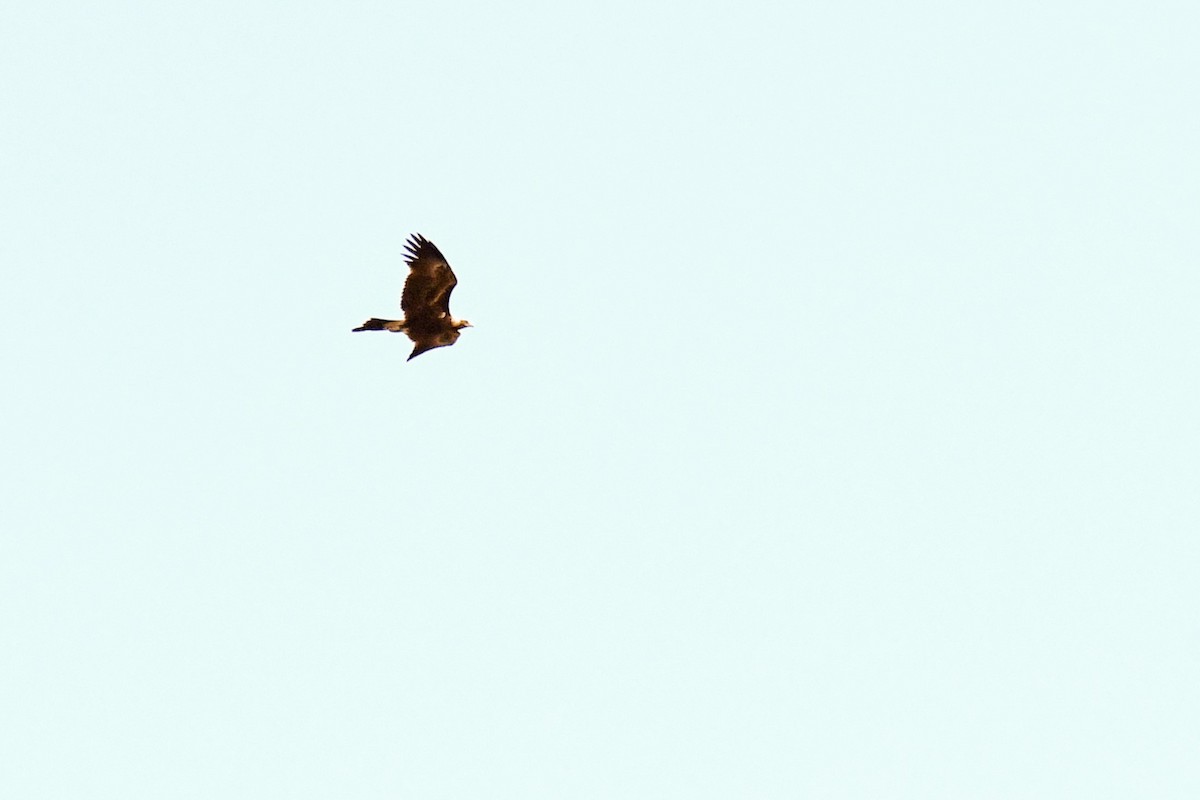 Wedge-tailed Eagle - ML616847021