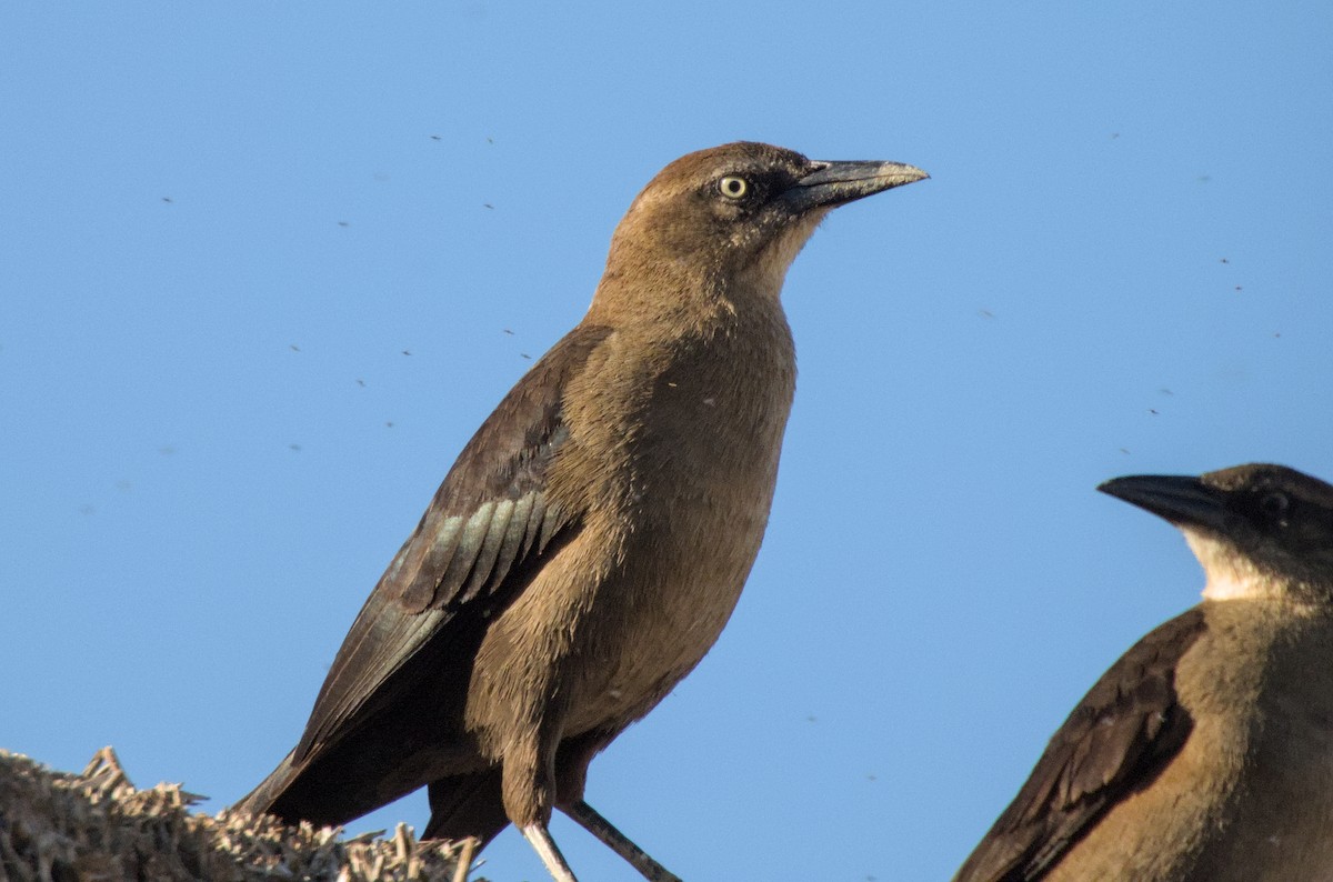Great-tailed Grackle - James Earles