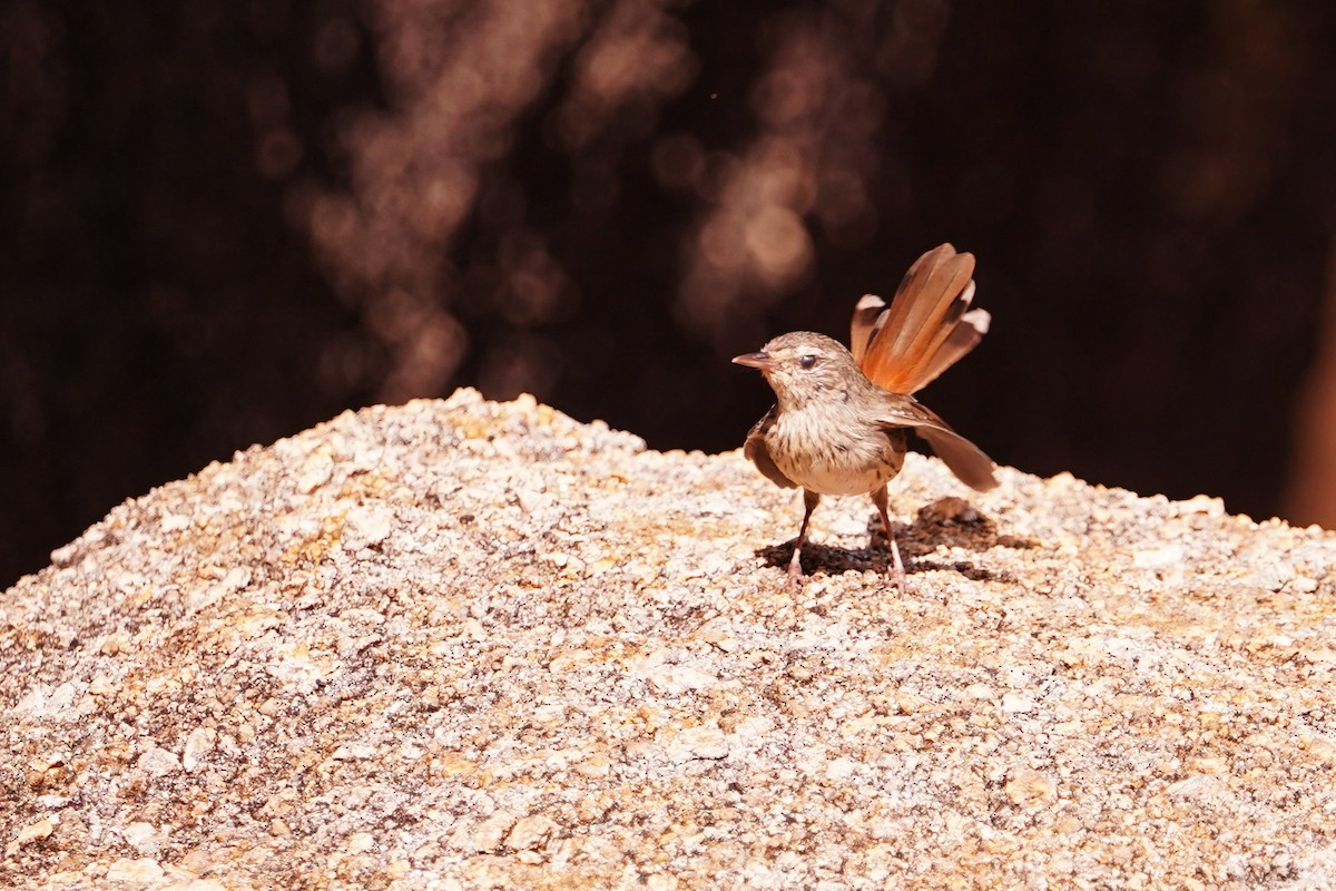 Chestnut-rumped Heathwren - ML616847073