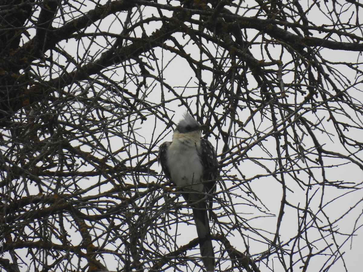 Great Spotted Cuckoo - ML616847113