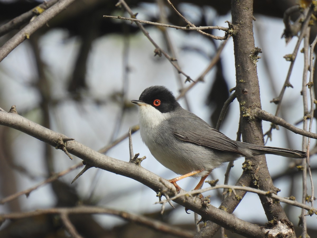 Sardinian Warbler - ML616847123