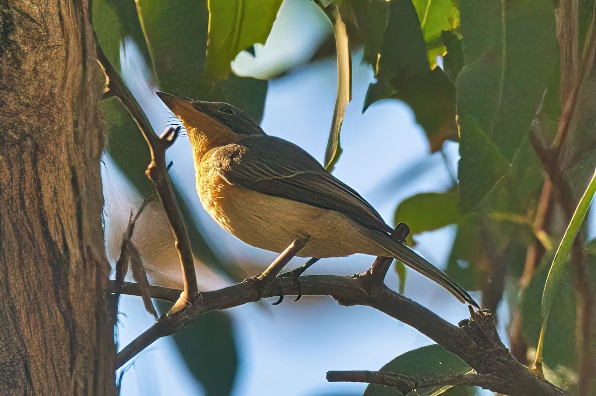 Leaden Flycatcher - Alfons  Lawen