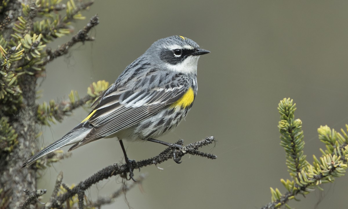 Yellow-rumped Warbler - ML616847179