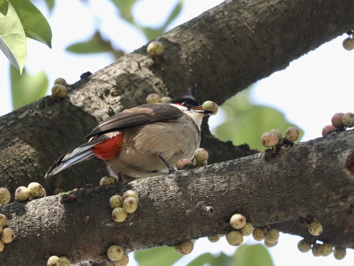 Red-whiskered Bulbul - ML616847188