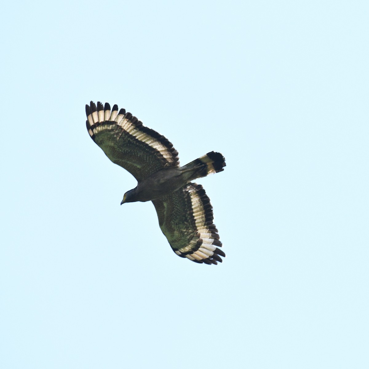 Crested Serpent-Eagle - ML616847215
