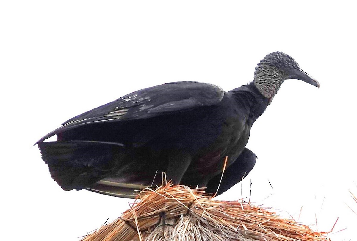 Black Vulture - Edwin Larson