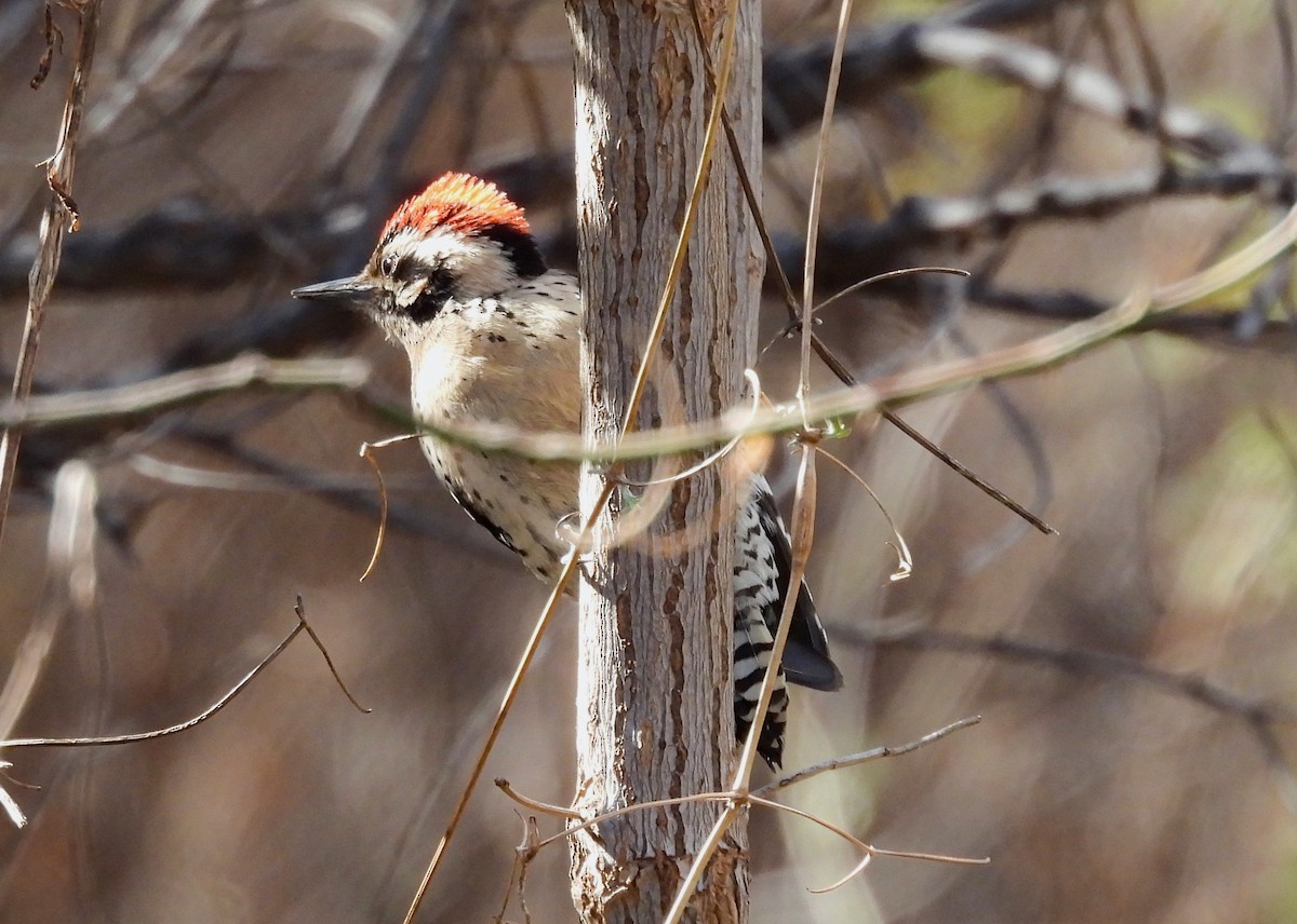 Ladder-backed Woodpecker - ML616847363