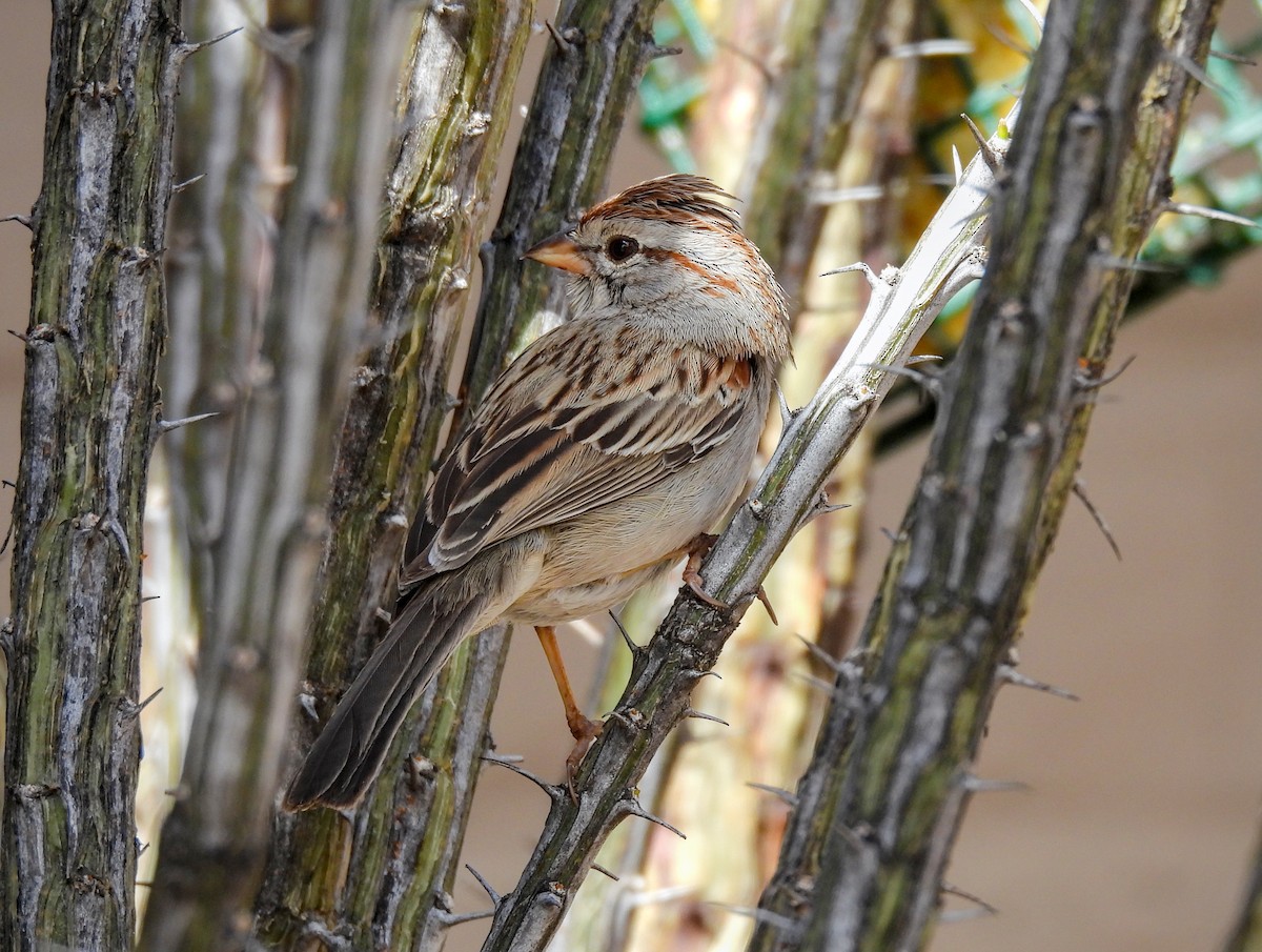 Rufous-winged Sparrow - ML616847380