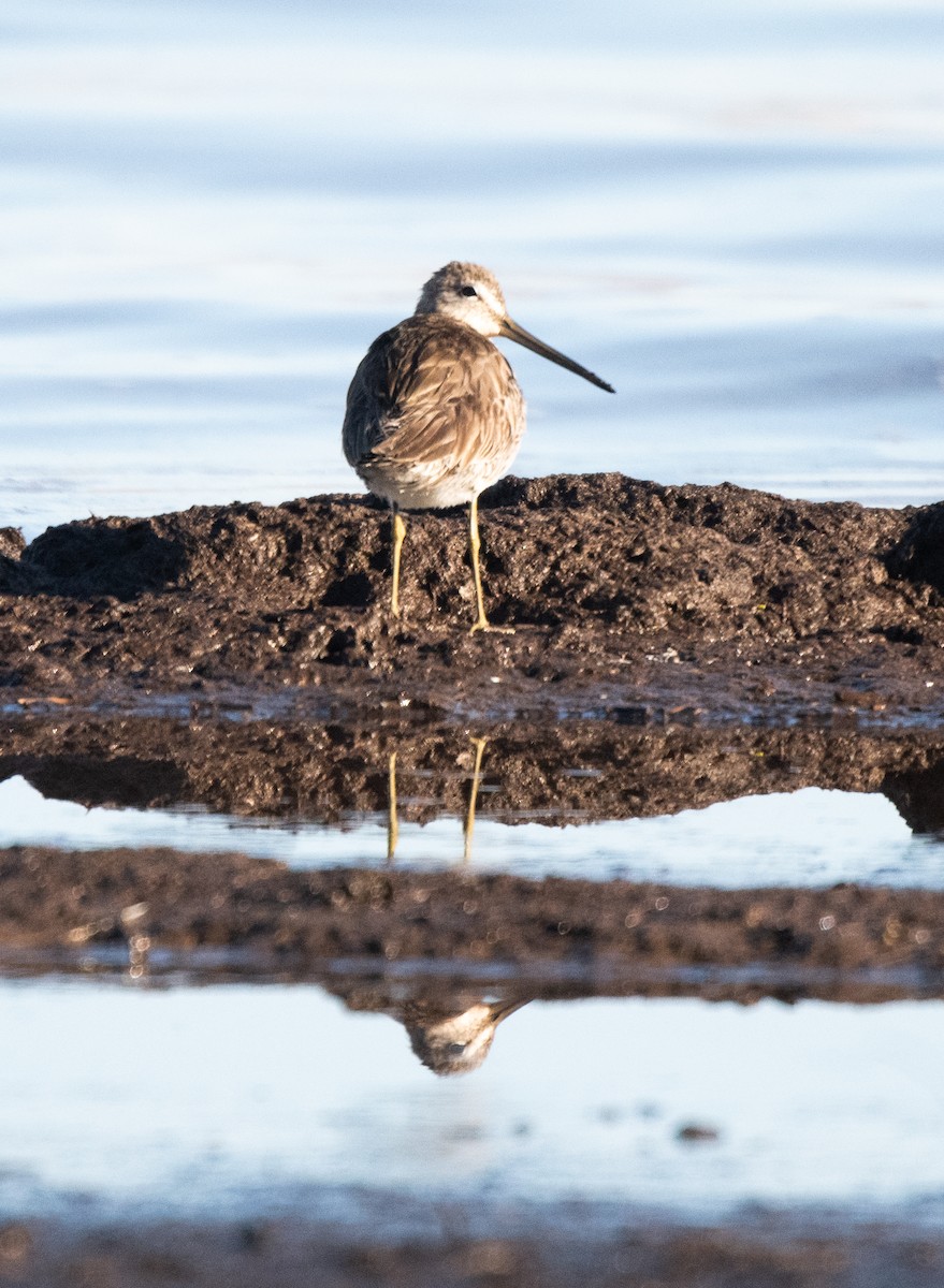 Long-billed Dowitcher - ML616847419