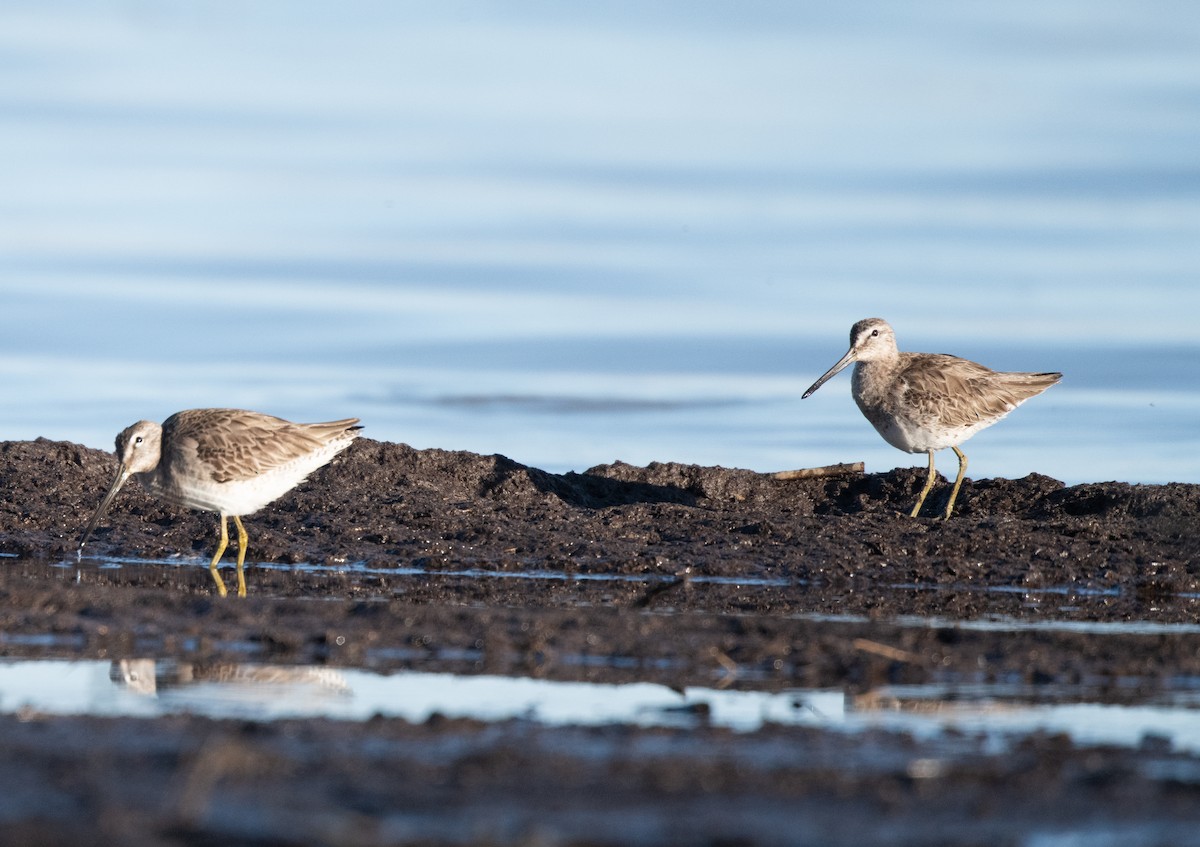 Long-billed Dowitcher - ML616847422