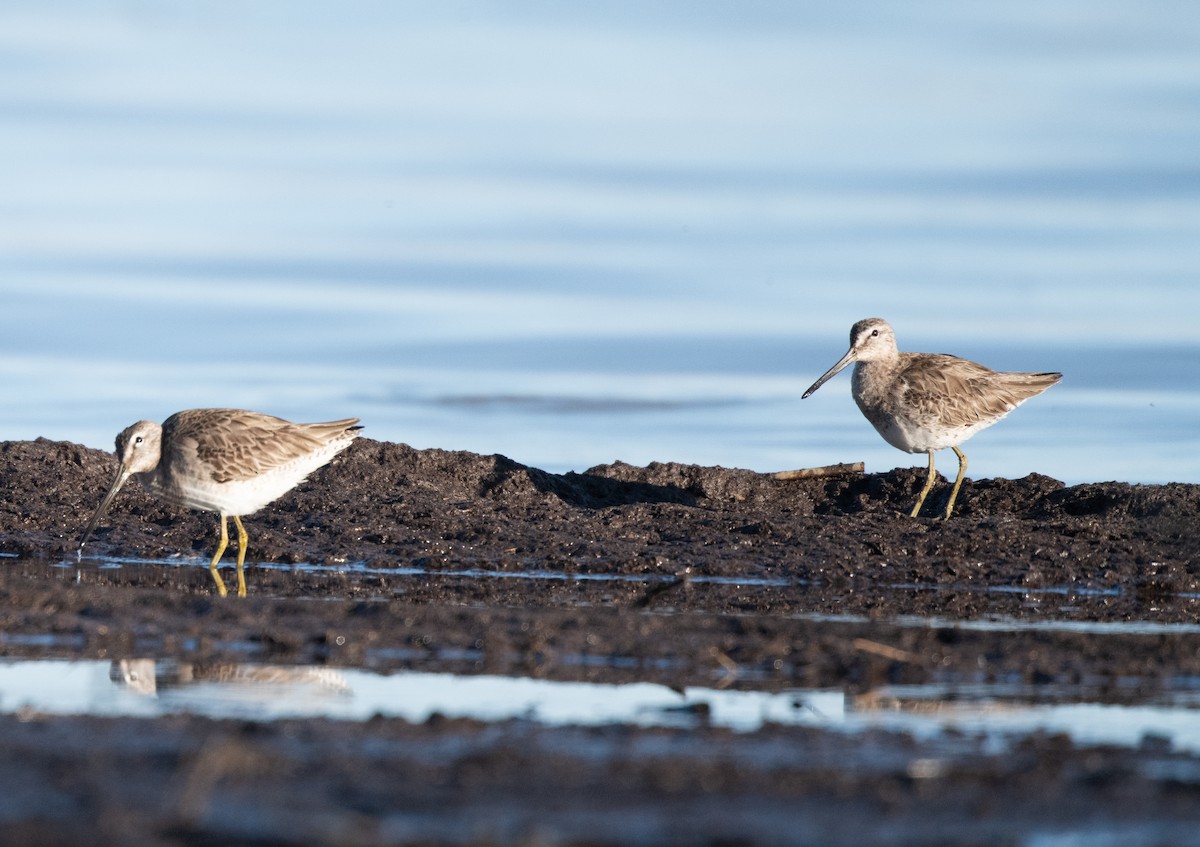 langnebbekkasinsnipe - ML616847422