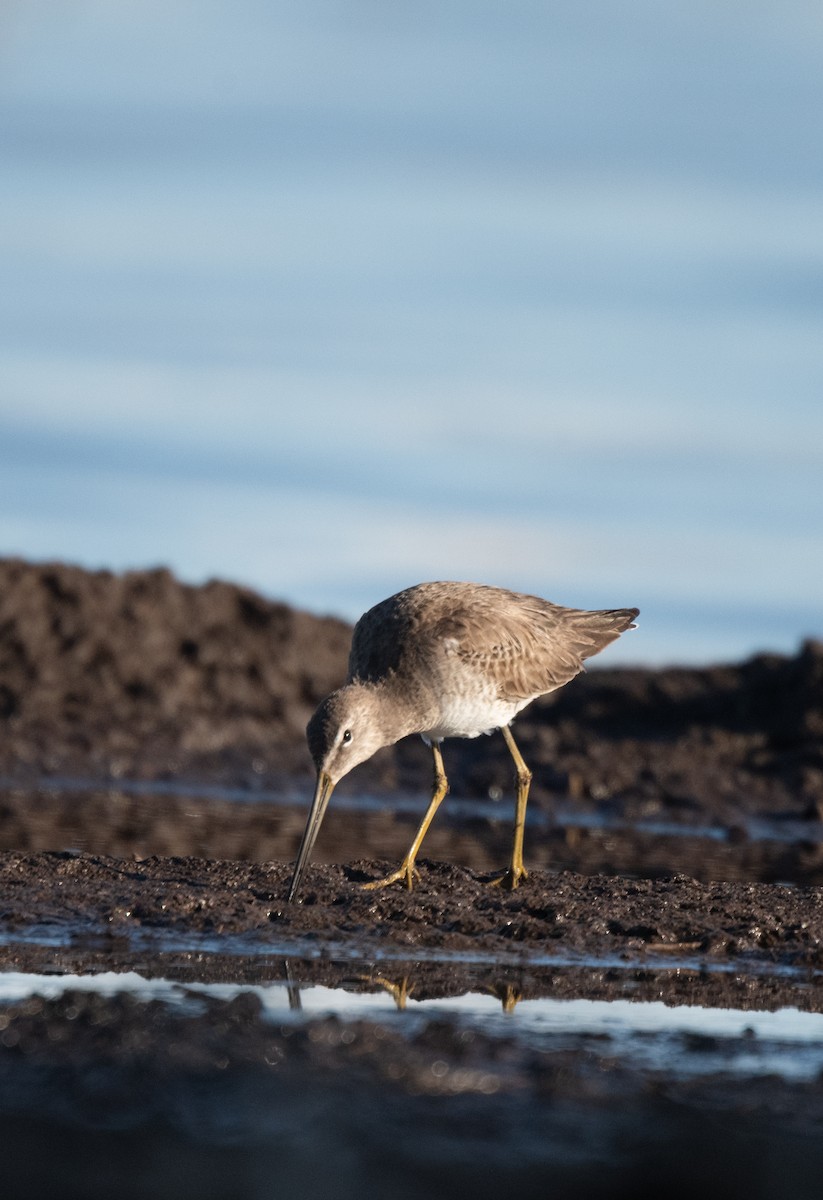 Long-billed Dowitcher - ML616847424