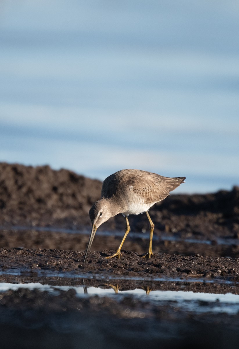 langnebbekkasinsnipe - ML616847424