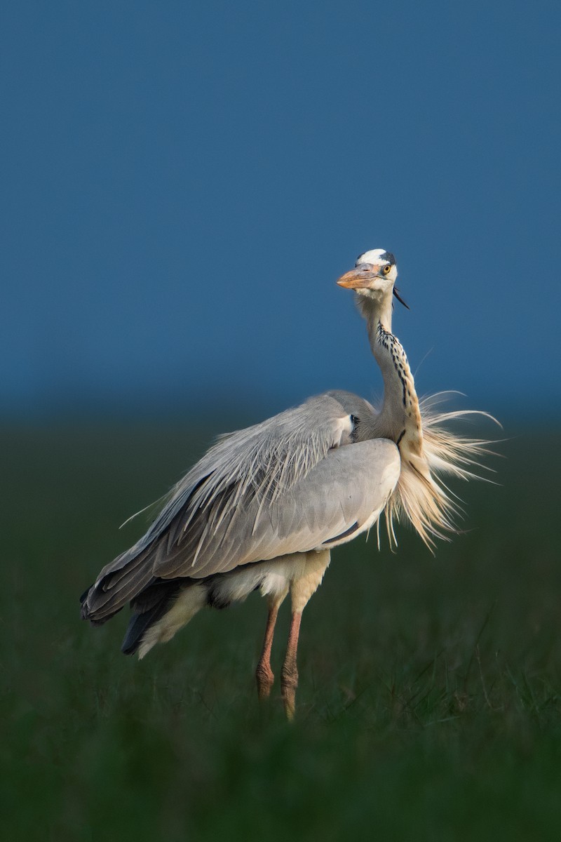 Gray Heron - ML616847466