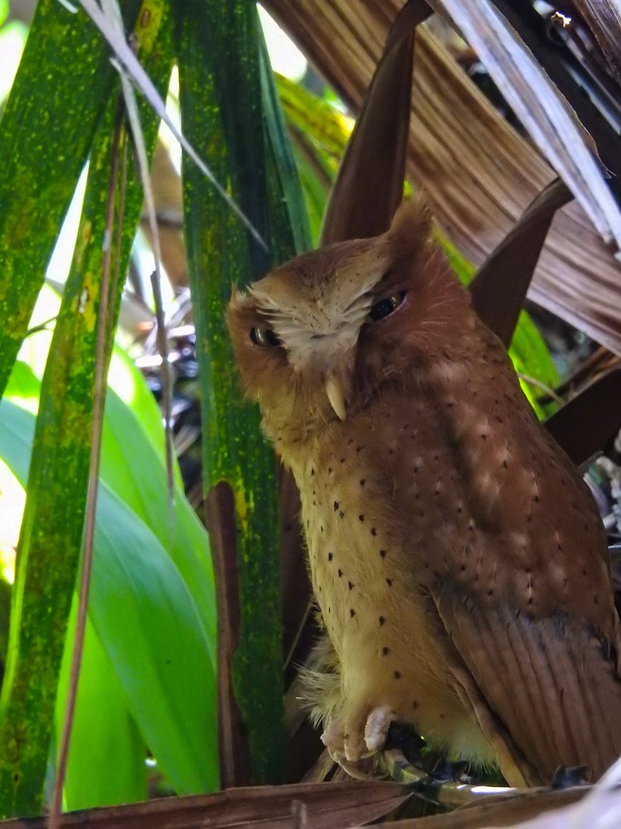 Serendib Scops-Owl - ML616847538