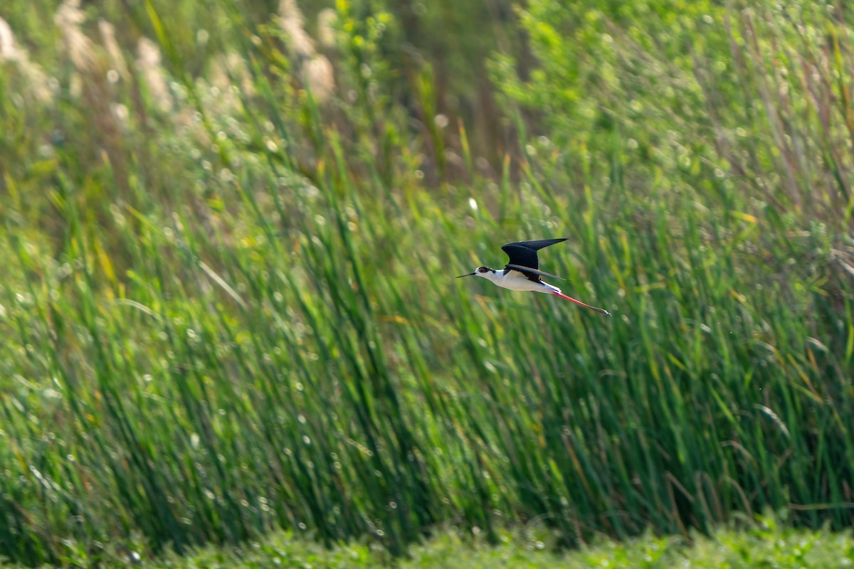 Black-winged Stilt - Ali COBANOGLU