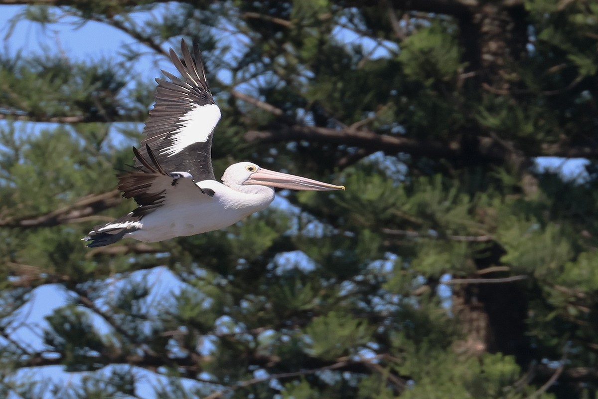 Australian Pelican - Lorix Bertling