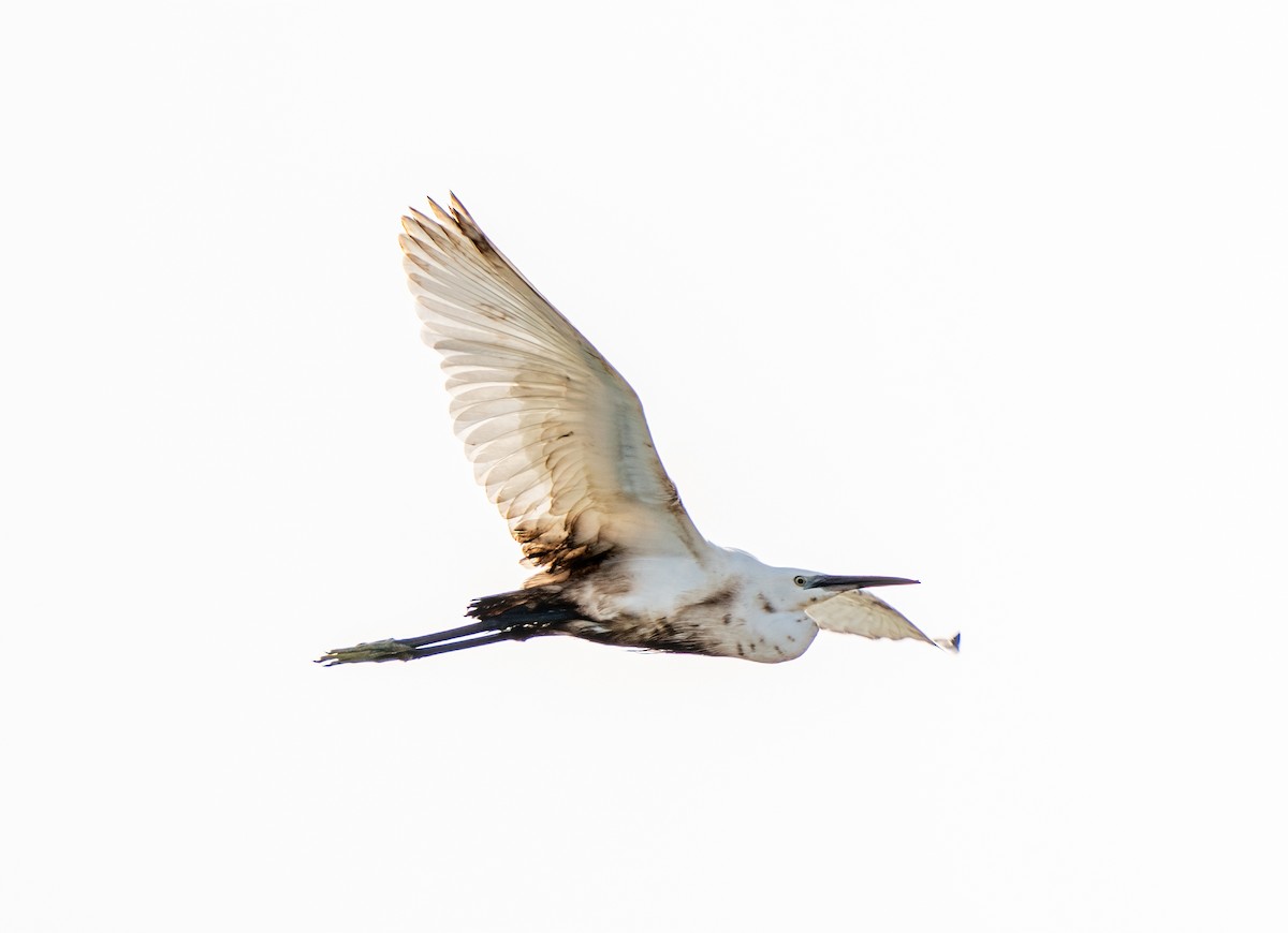 Little Egret - ML616847585