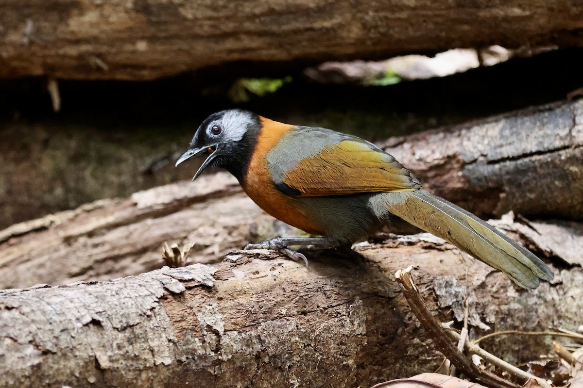 Collared Laughingthrush - Mike Jacob