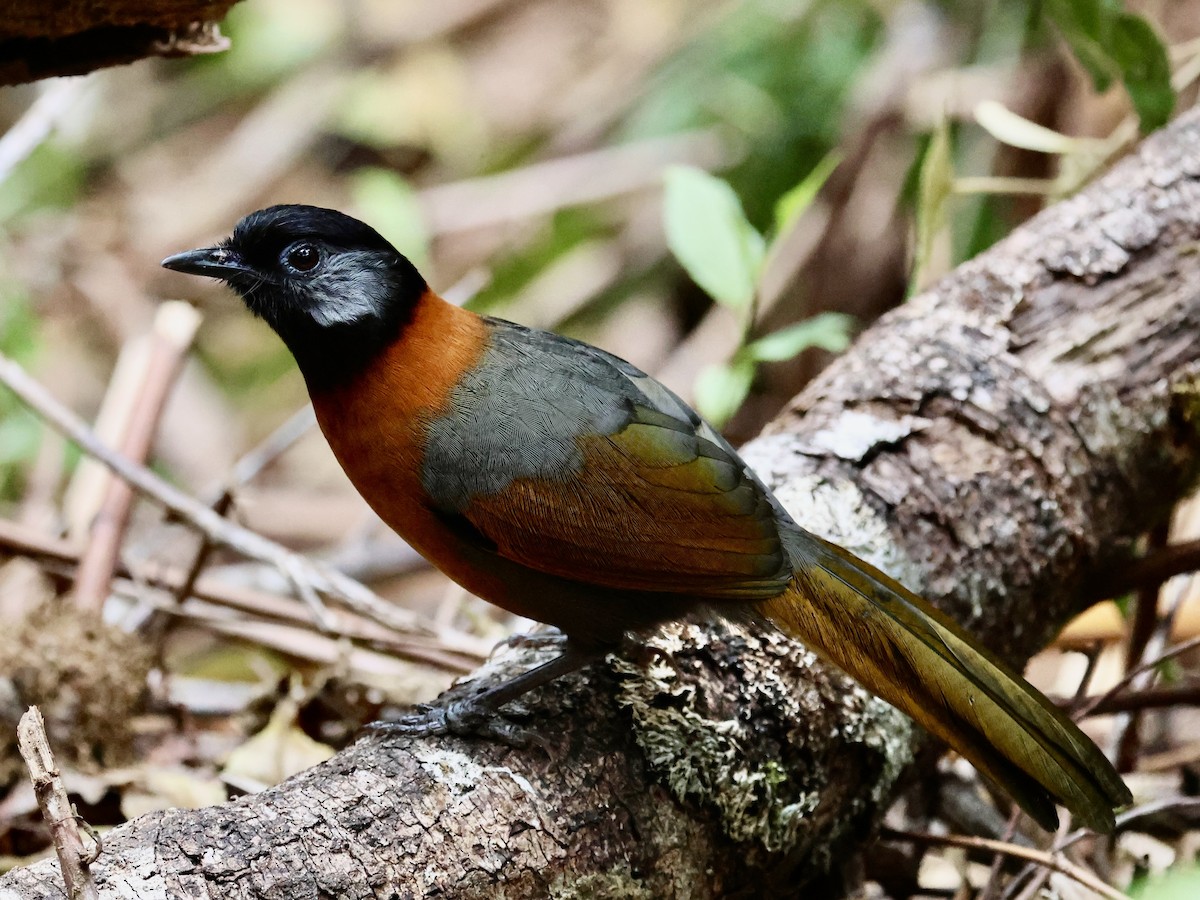 Collared Laughingthrush - Mike Jacob
