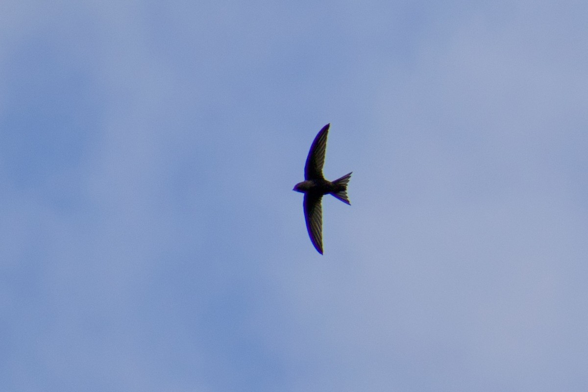 Common Swift - Lance Rathbone