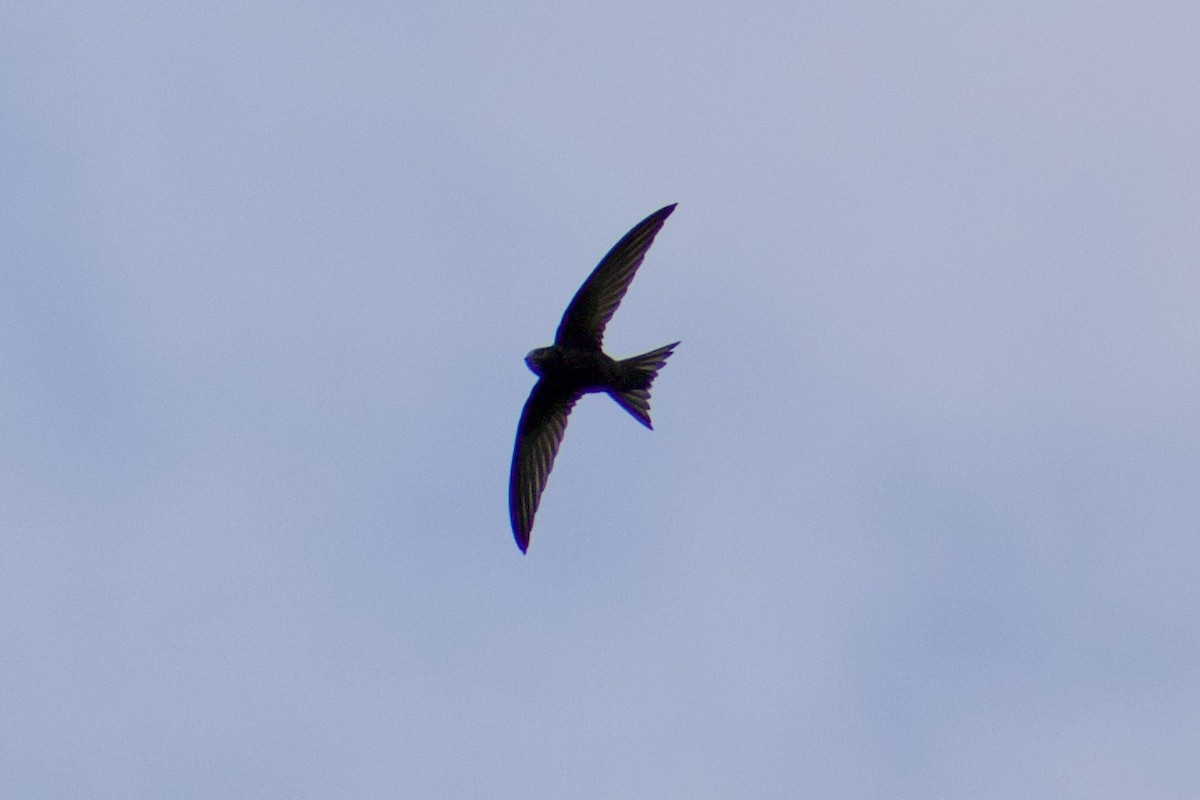 Common Swift - Lance Rathbone