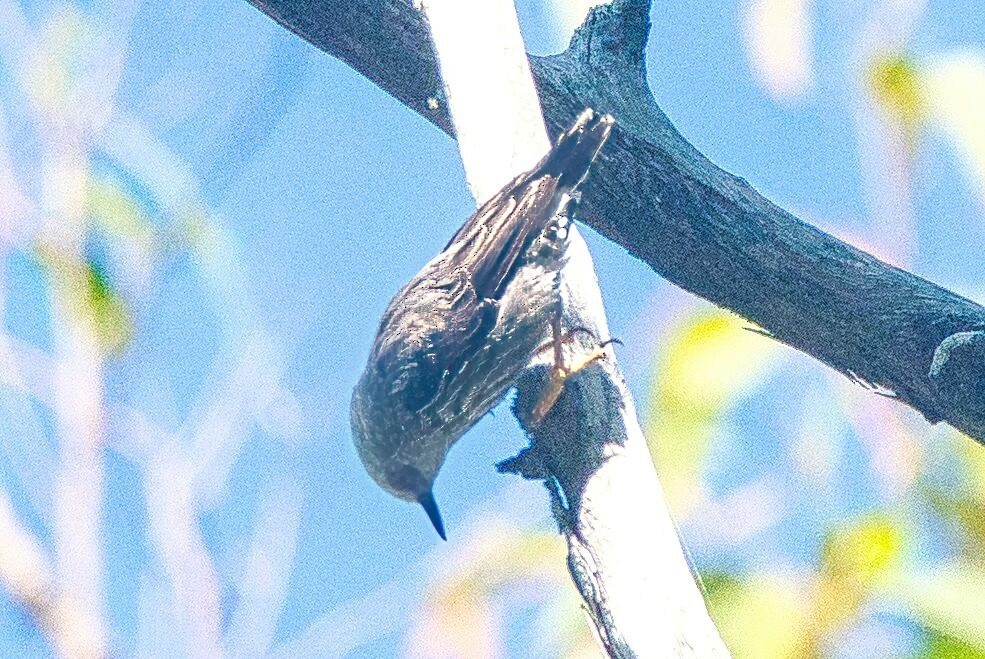 Varied Sittella (White-headed) - Alfons  Lawen