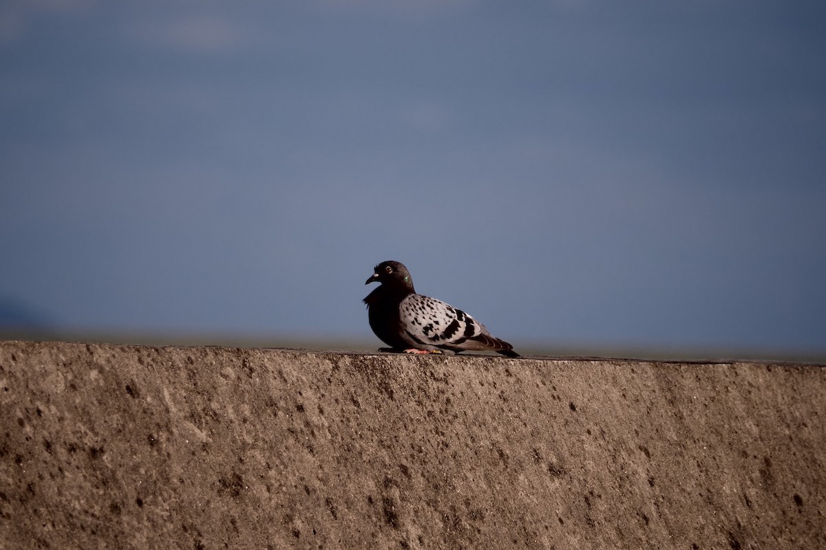 Rock Pigeon (Feral Pigeon) - ML616847758