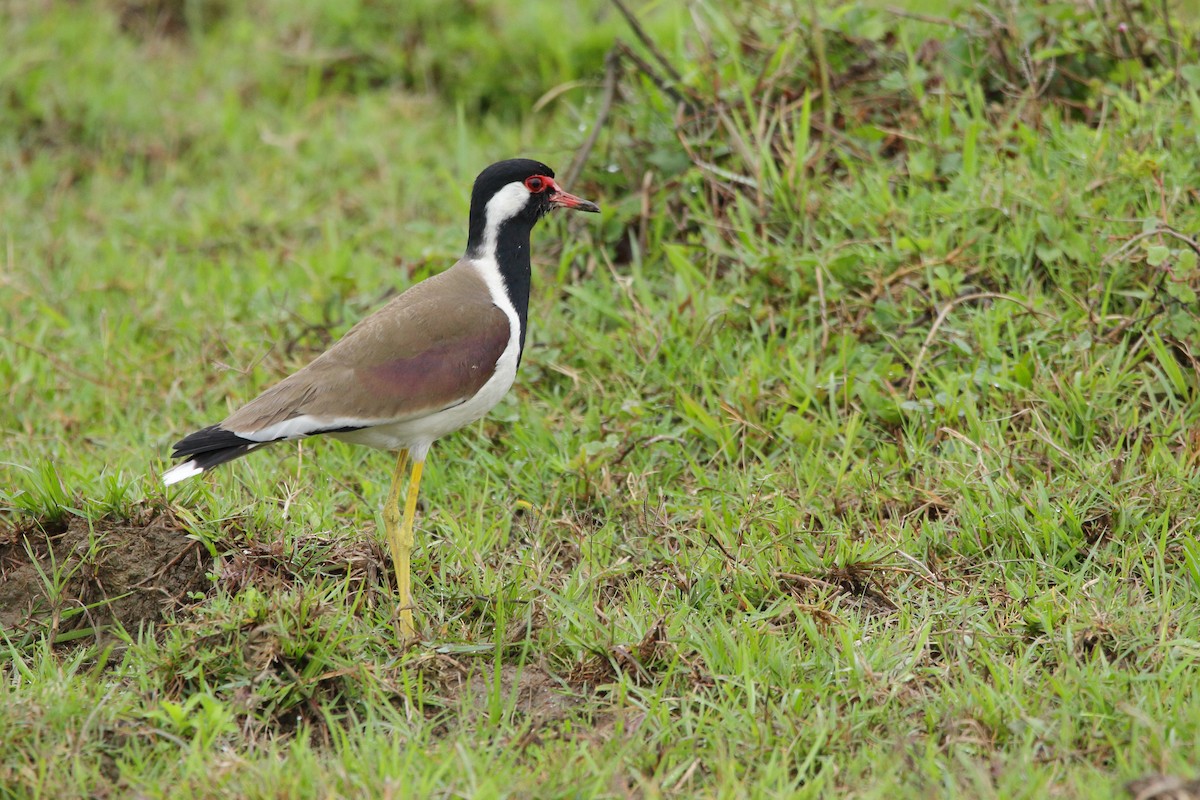 Red-wattled Lapwing - ML616847770