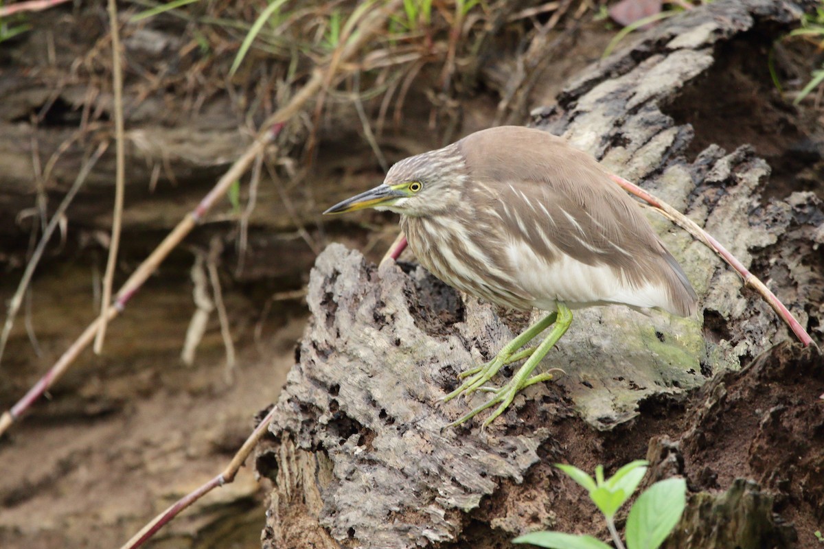 Indian Pond-Heron - ML616847771