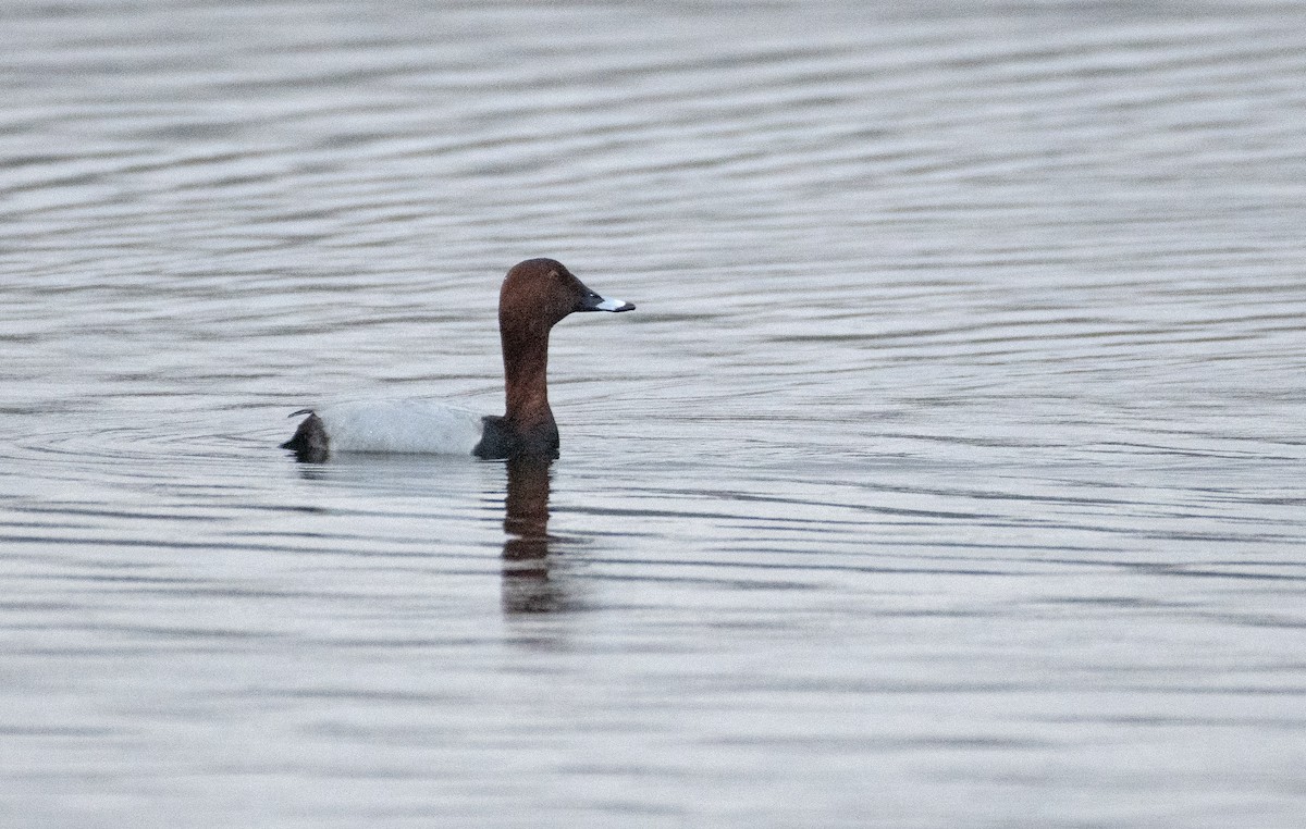 Common Pochard - ML616847773