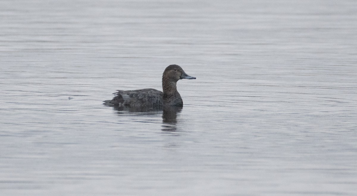 Common Pochard - Ed Stubbs