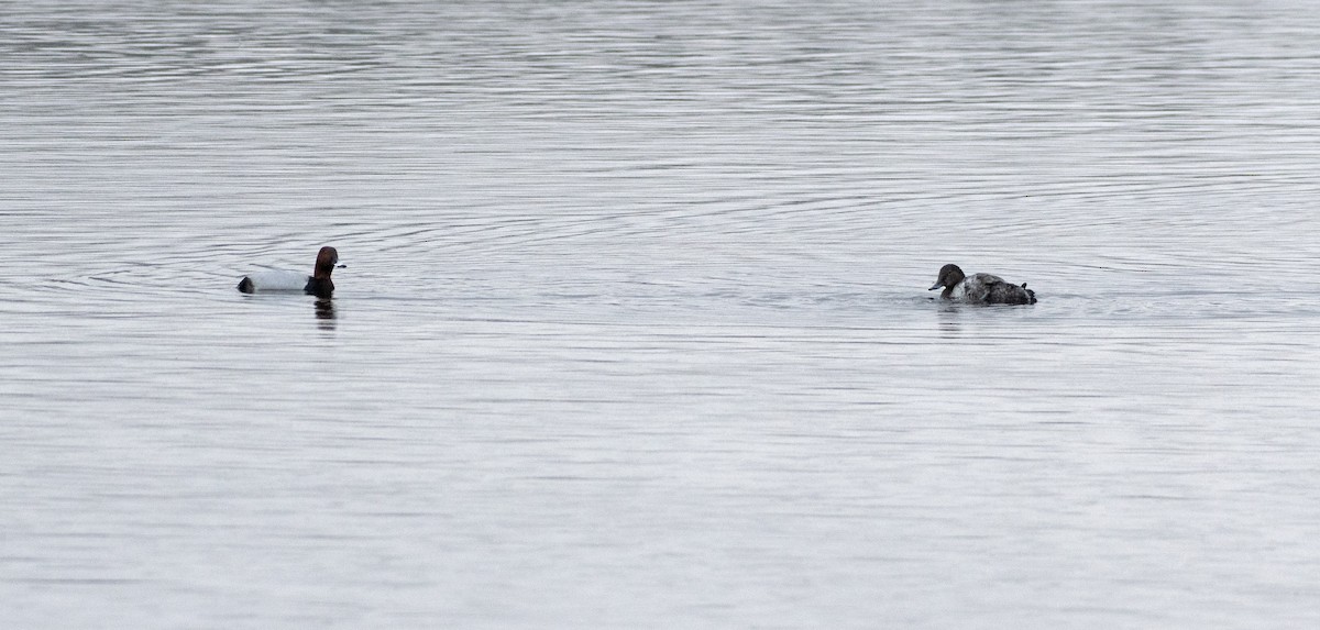 Common Pochard - Ed Stubbs