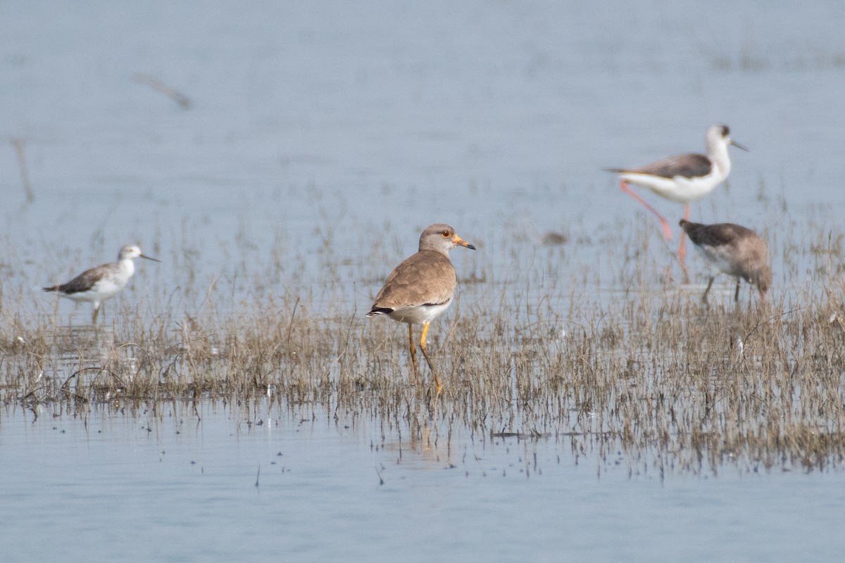 Gray-headed Lapwing - Naushad Theba