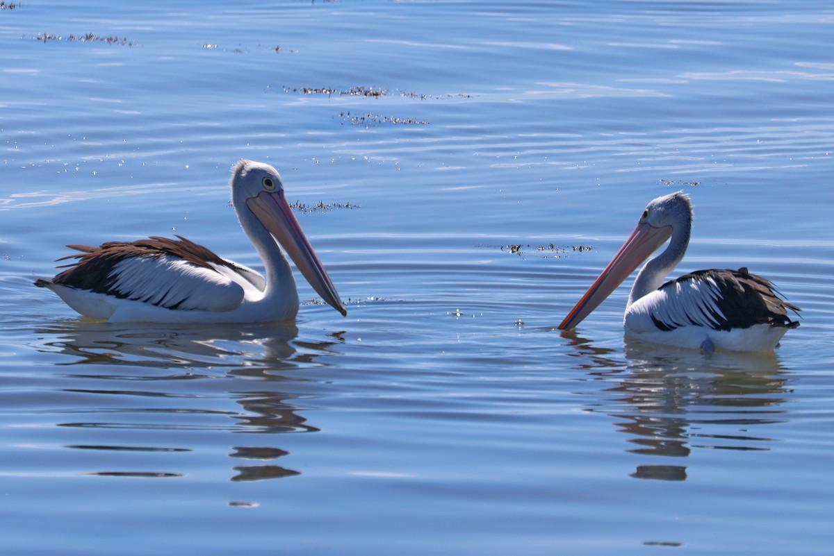 Australian Pelican - Lorix Bertling