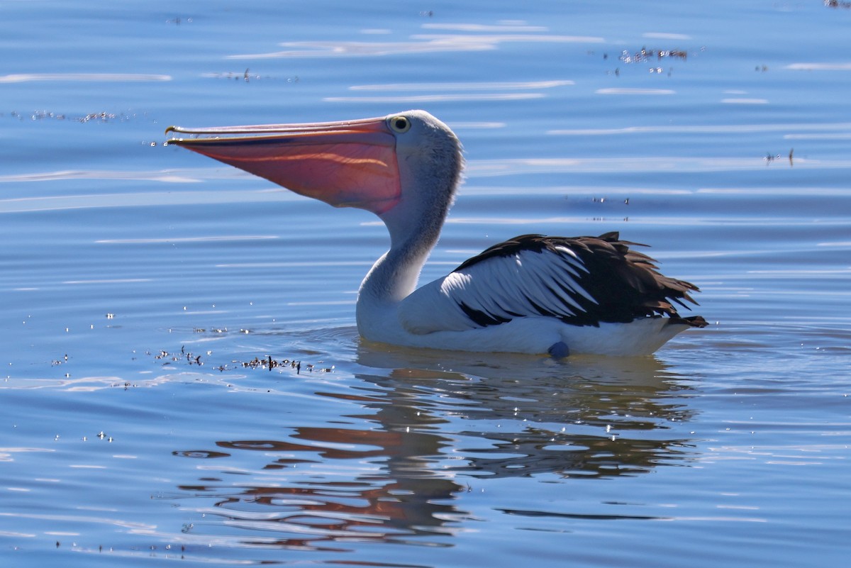 Australian Pelican - Lorix Bertling