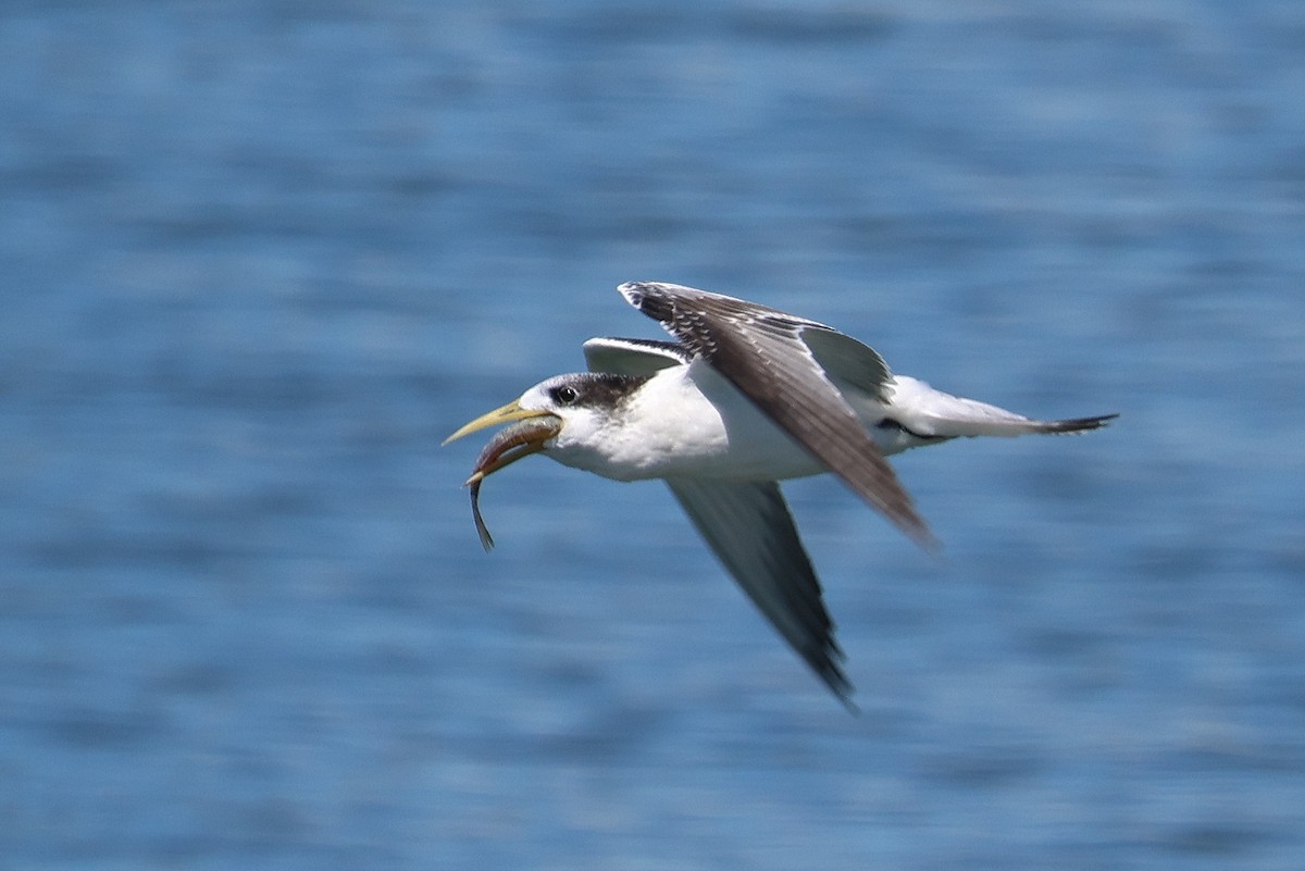 Great Crested Tern - ML616847875