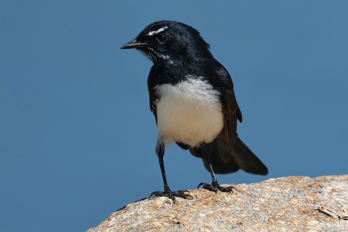 Willie-wagtail - Lorix Bertling