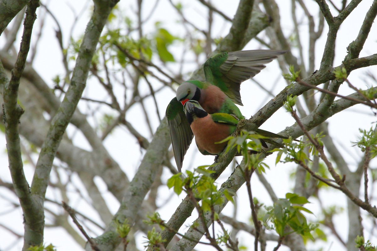 Red-breasted Parakeet - ML616847882