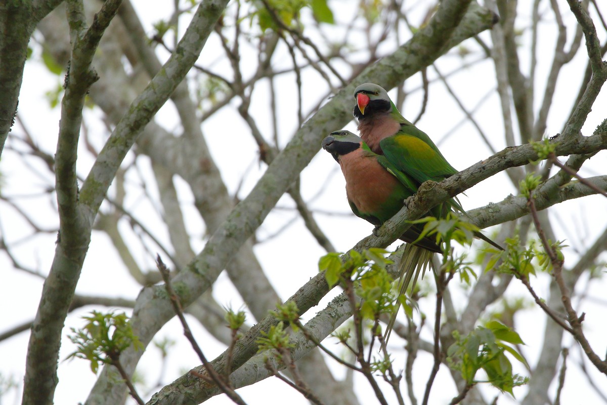 Red-breasted Parakeet - ML616847883