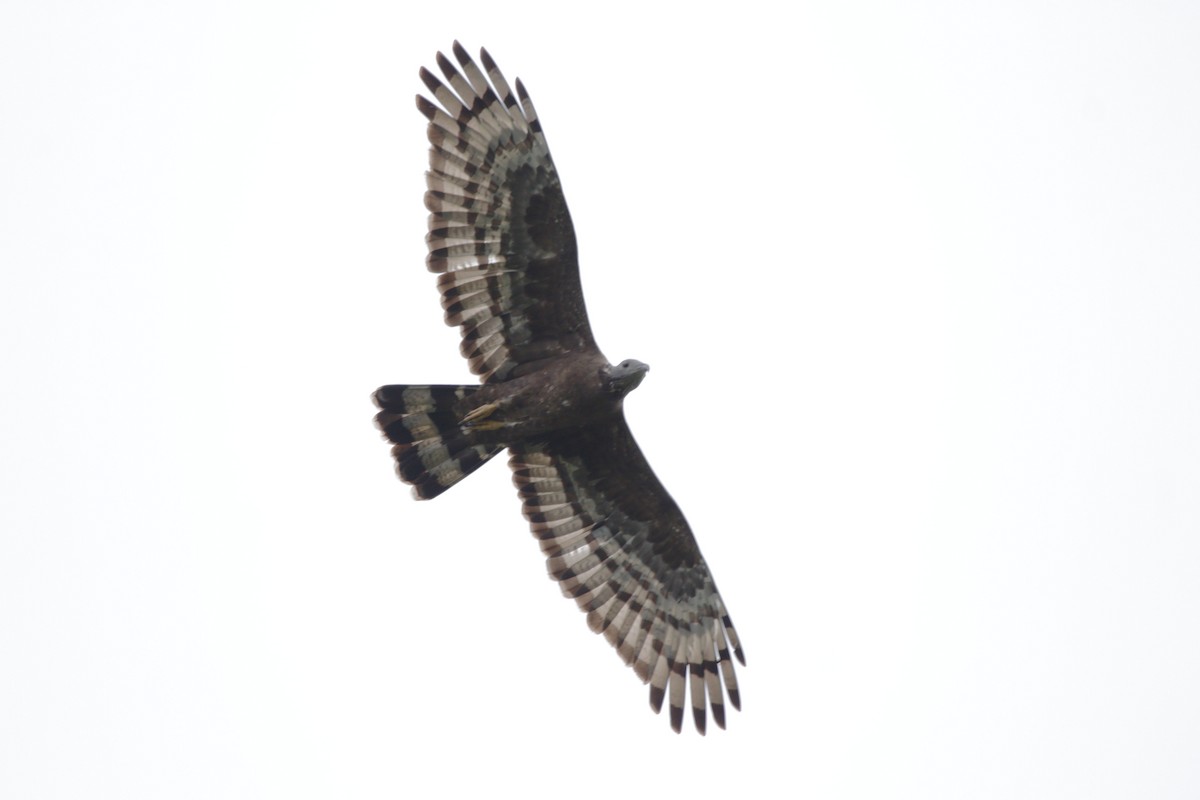 Oriental Honey-buzzard - ML616847889