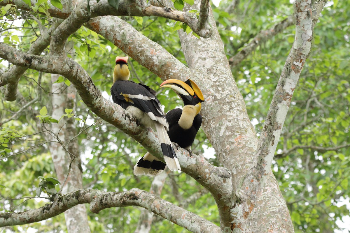 Great Hornbill - ML616847890