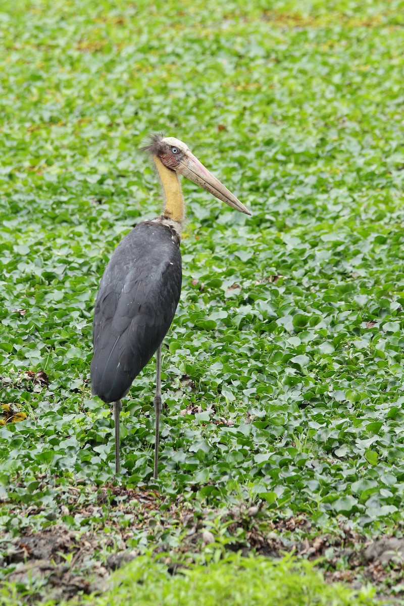 Lesser Adjutant - ML616847896